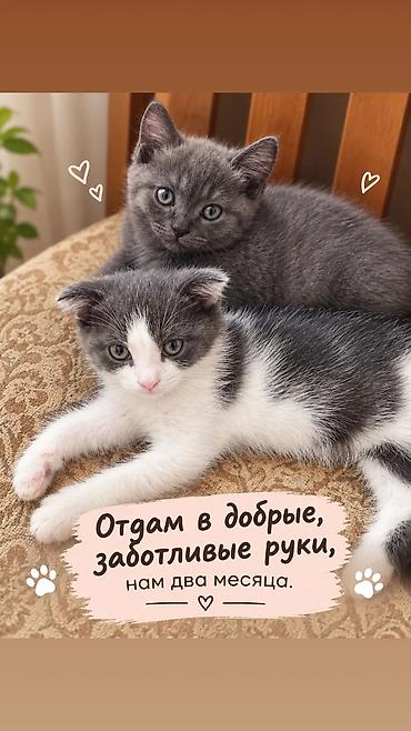 black cat: Скотиш Фолд (Шотландская вислоухая), 2 месяца, Мальчик, Серый, Приучена к лотку — 4