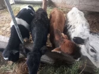 продажа домашних кур: Продаю | Тёлка | Алатауская, Монбельярд | На откорм, На забой, Для разведения