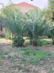 qazon tumu: Başlıq: Endrim Palma ağacları satılır Təsvir: Endrim palma ağacları –