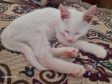 каракол животные: Кошка даром: Беспородная, 2 месяца, Мальчик — 2
