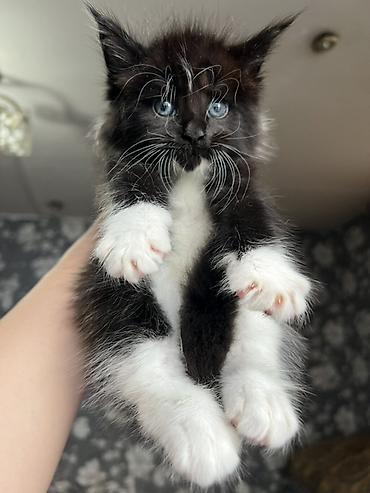 Продажа кошек: ✨ Эксклюзивные полидактильные мейн-куны ✨ Предлагаются к продаже — 4