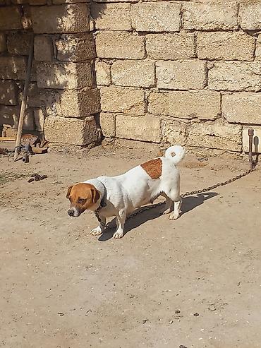 İtlər: Cek rassel teryer, 2 il, Dişi -da lalafo.az — 14 İtlər: Cek rassel teryer, 2 il, Dişi — 14