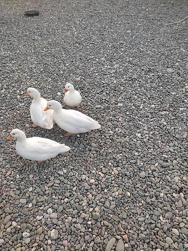 ordək balası və cucə: Kalduk ördəyi,keçən il olan balalardı,2 xoruz 2 fərədi,tam sağlam — 3