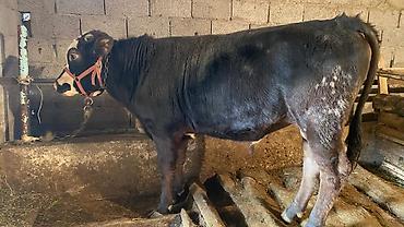 Коровы, быки: Продаю | Бык (самец) | Привязанные — 6