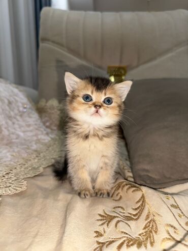 Pişiklər: Cins Paroda pişikləri. Şotland, Britan, Pers. Rəngləri də cür bə cür — 22