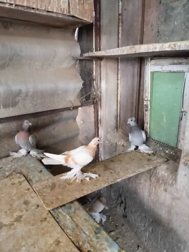 Птицы: Продаю молодых голубей 1 шт стоит пятьсот сом окончательно родители и — 20