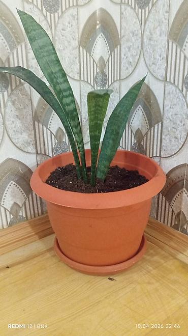 oksigen balonlari: Sansevieria (Qaynanadili) otaq bitkisi - Növ: Sansevieria trifasciata — 1