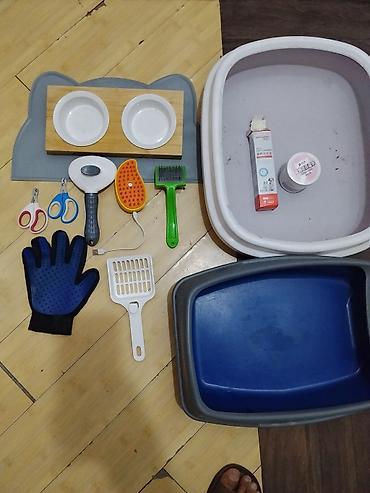 резиновый киска: Кошка даром: Беспородная, более 5 лет, Мальчик, Проглистована — 1