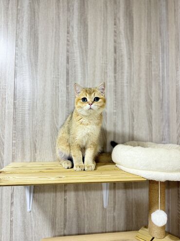 лысая кошка: Скотиш Фолд (Шотландская вислоухая), 6 месяцев, Мальчик, Золотая шиншилла, Приучена к лотку, Проглистована, С документами
