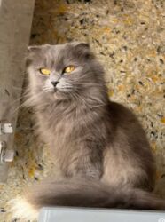 Gəmiricilər: Şotland uzun tüklü, Dişi, Ünvandan götürmə