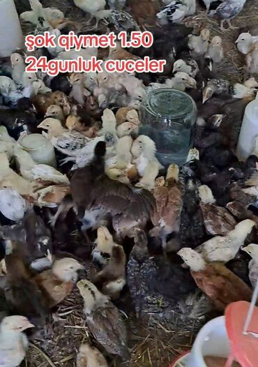 hinduska qiymeti: Kent cuceleri tam saglam 24 gunluk qiymet 1.50