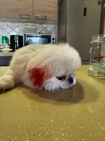 İtlər: Pekines, 1 ay, Dişi, Cütləşmə üçün, Ünvandan götürmə