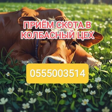 кормушка для коров: Куплю | Коровы, быки, Лошади, кони | Круглосуточно, Любое состояние, Забитый