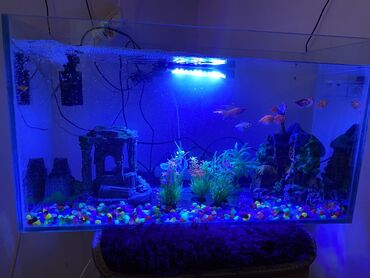 akvarium dirnaq: Bu, daxilində canlı orqanizmləri saxlamaq üçün nəzərdə tutulmuş şüşə