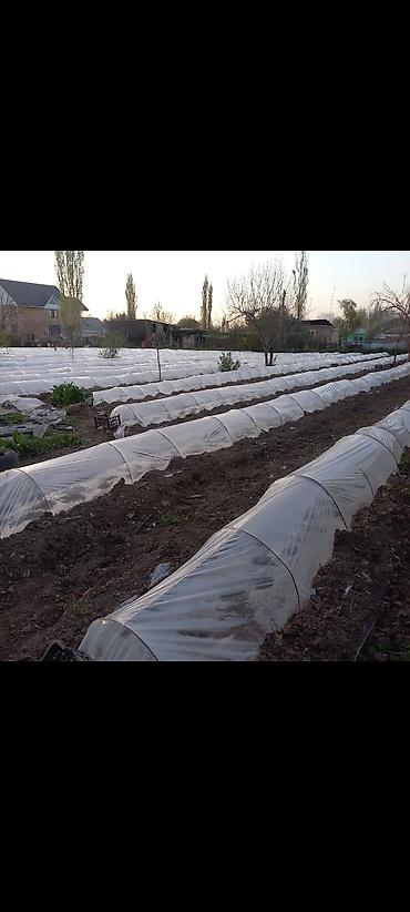 Продажа домов: Дом, 300 м², 5 комнат, Собственник, Косметический ремонт at lalafo.kg — 14 Продажа домов: Дом, 300 м², 5 комнат, Собственник, Косметический ремонт — 14