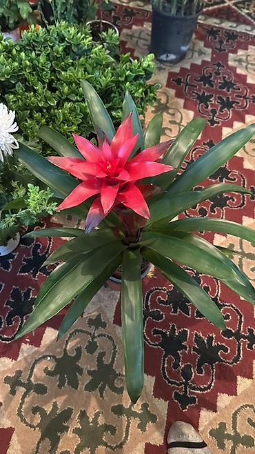 Антуриумы: Антуриум (Anthurium andreanum) в горшке - Компактное комнатное — 12