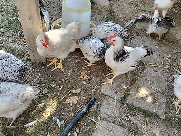 bala tutuquşu: Çolpa satılır 8 m 
diri çəkisi 1.4kg təmizlənmiş halda isə 9m — 2