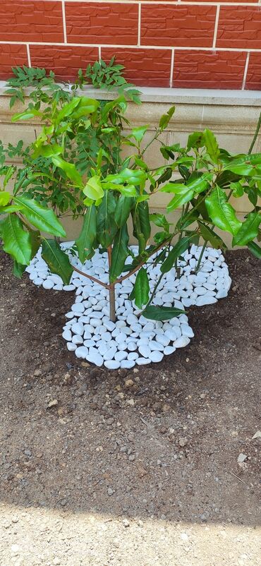 Dekorativ daşlar: Ağ daşlar.Dekorativ Ağ daşlar Təbii daşlardır.kiçik orta və böyük — 23