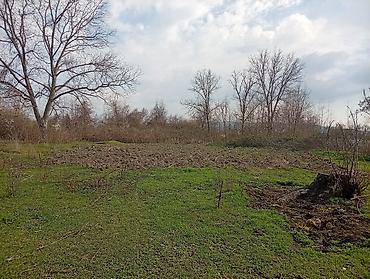 Torpaq sahələrinin satışı: 38 sot, Kənd təsərrüfatı, Mülkiyyətçi, Kupça (Çıxarış) — 5