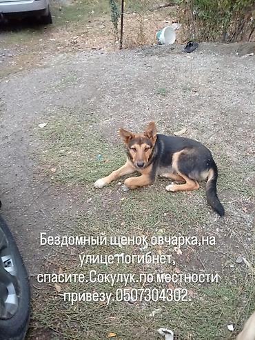 эр: Собака даром: Дратхаар, 1 год, Самец, С прививкой — 1