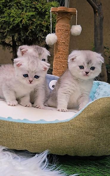 продам вислоухих котят: Шотландские чистопородные котята. Скоттиш фолд и страйт. Ласковые — 7