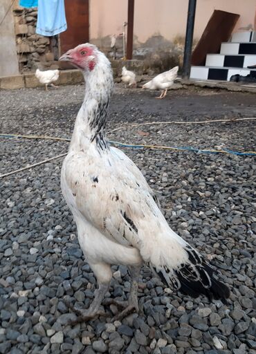 Xoruzlar: Təsvir:salam.hər heyvanın öz qiyməti var hamsını götüren olsa biraz — 12