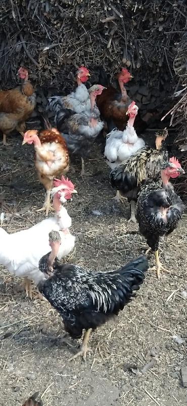 шпиц собака цена бишкек: Продаю | Петух — 2