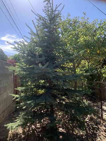 Ель голубая (Picea pungens) для озеленения участка. - Вид: хвойное
