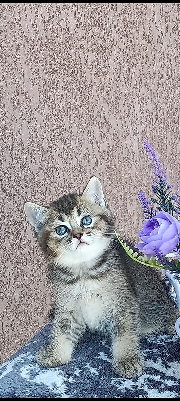 карова с теленком: Скотиш Фолд (Шотландская вислоухая), 1 месяц, Девочка, Золотая шиншилла, Приучена к лотку, Проглистована — 8