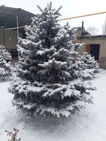отургучтар бу: Көчөттөр дарактардын: Карагайлар