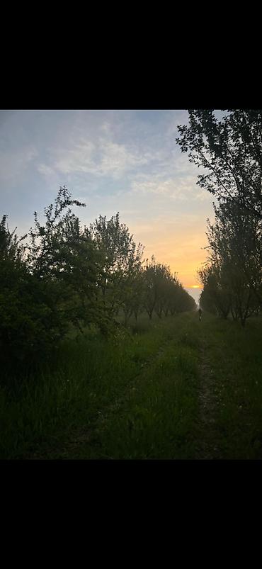 gəncədə torpaq satılır: 200 sot, Mülkiyyətçi, Kupça (Çıxarış) — 2