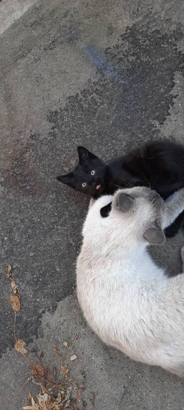 белый котик: Отдам котика в хорошие руки котенка кошка последняя осталось всех