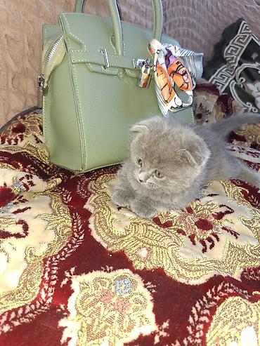 шотланская кошка: Шотландский вислоухий котёнок, окрас голубой (пепельно‑серый) - — 2