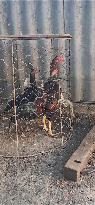 xoruz heyratı: Heyratı beçə satılır bu ay ili tamam eliyir özenə yaxşı heyvan — 2