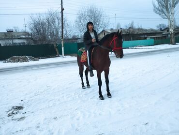 Лошади, кони: Продаю | Жеребец | Полукровка | Конный спорт