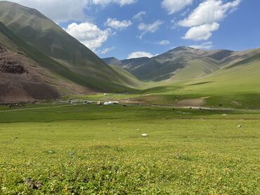 где можно купить бройлерные яйца: Кымыз келди тазза Алайкуунун чоң жайлоосунан! Дыйканбыз болгону 40литр