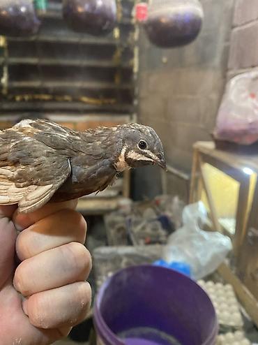 Другие с/х животные: Китайские расписные перепелки - Породы/окрасы: смешанные – тёмные — 33