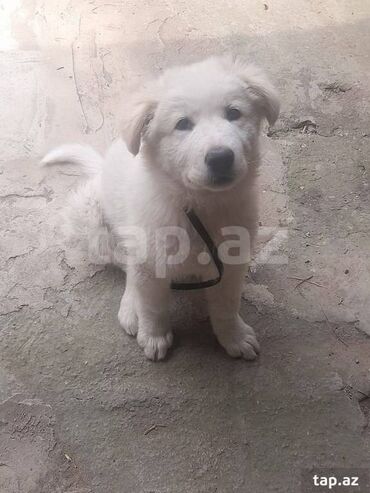 meymun şekilleri: Retriever, 2 ay, Erkek, Peyvəndli, Ünvandan götürmə