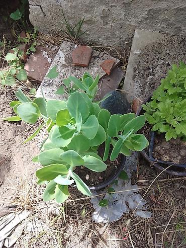 kalatea slike: Sedum (ukrasna sukulentna biljka) u saksiji - Vrsta: Sedum/čuvarkućin — 1