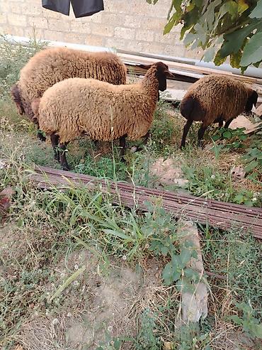 Qoyunlar, qoçlar: Qoyun sürüsü – 3baş - Növ: ehtimalən yerli ətlik/yunlu tip — 14