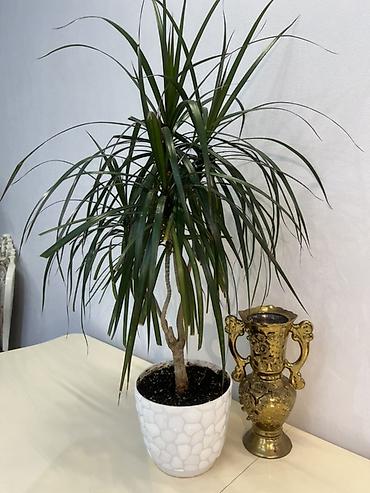 Драцены и Сансевиерии: Доставка по городу бесплатно . Адаптированные пересаженные Комнатные — 3