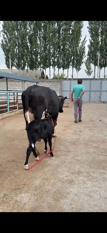 Inəklər, öküzlər: Südlük inək buzovu ilə birlikdə - Cins: qara-ağ (Holşteyn tipli — 6