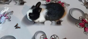 Dovşanlar: 🟠 Ev dovşanı balalarına super endirim kampaniyası. müvəqqəti olaraq 50 — 13