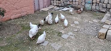 qus yarim tip: 12 ədəd toyuq 2 dənə xoruz satılır yumurtayan toyuqlardı amma hələlik — 8