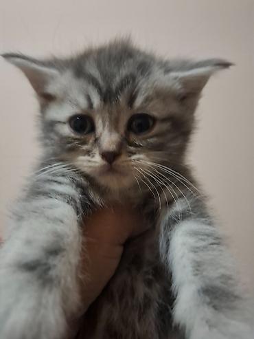 кошки шотландские: Котята домашние, ласковые и ручные. - Окрас: - серебристые тигровые — 1