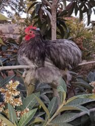 Inəklər, öküzlər: Başlıq: Koxin karlıq “blue” xoruz satılır – 50 AZN (real alıcı narahat