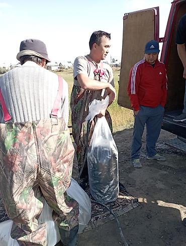 переноска для собак в машину: Малёк Толстолобик Карп Амур принимаем заказы есть пакеты с кислородом — 4