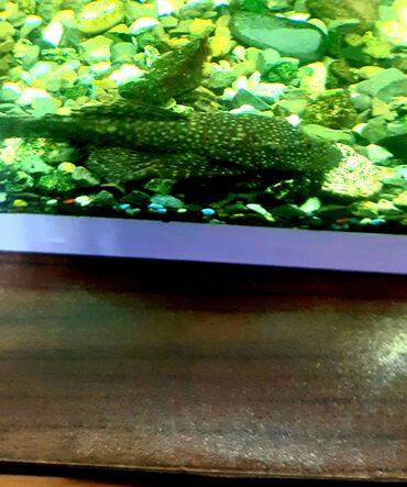 Akvariumlar: Dördbucaq akvarium, Balıqlarla birlikdə, 100 l — 10