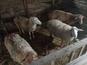 Qoyunlar, qoçlar: Diqqətlə oxu sonra zəng elə! 4 ədəd qoyun satılır! 3 ədəd qoyun — 4