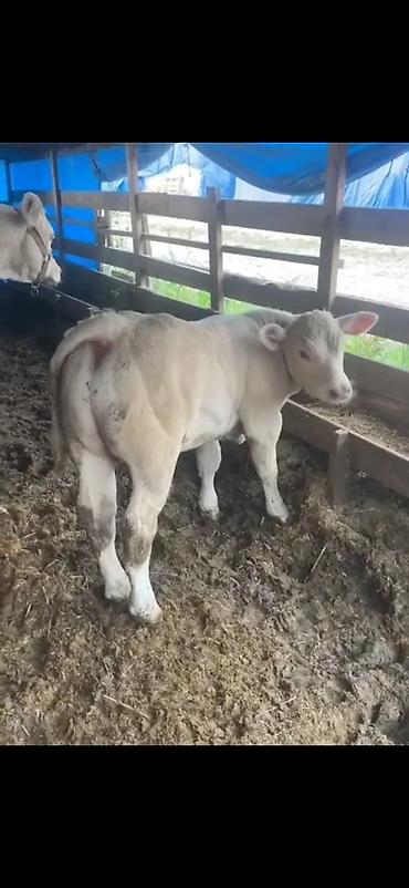 Dana, buzov: Satılır: Ətlik buzov - Cinsə bənzər: ağ rəngli, ətlik istiqamətli -da lalafo.az — 5 Dana, buzov: Satılır: Ətlik buzov - Cinsə bənzər: ağ rəngli, ətlik istiqamətli — 5